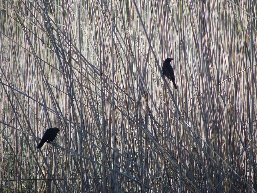 Silhouettes on the reeds Photograph by Peggy King