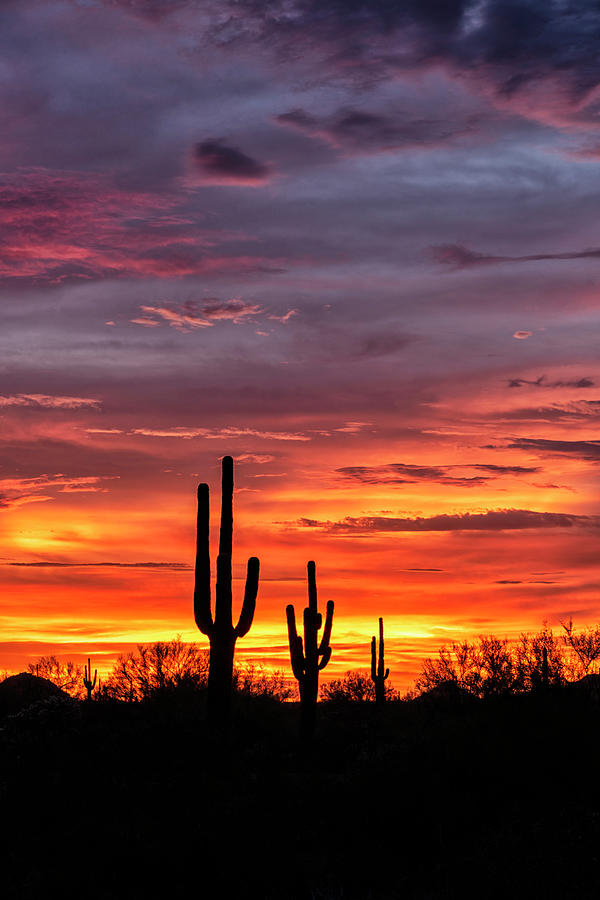 Silhoutte Sunset In The Sonoran Part Two  Photograph by Saija Lehtonen