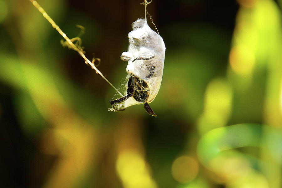 Spider Photograph - Silk Cocoon by Miroslava Jurcik