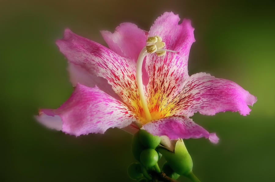 Silk Floss Flower Photograph by Carol Eade