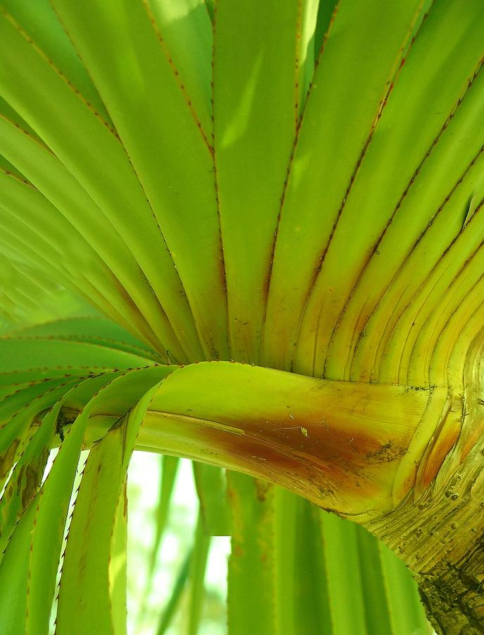 Silk Floss Palm Photograph by Florene Welebny