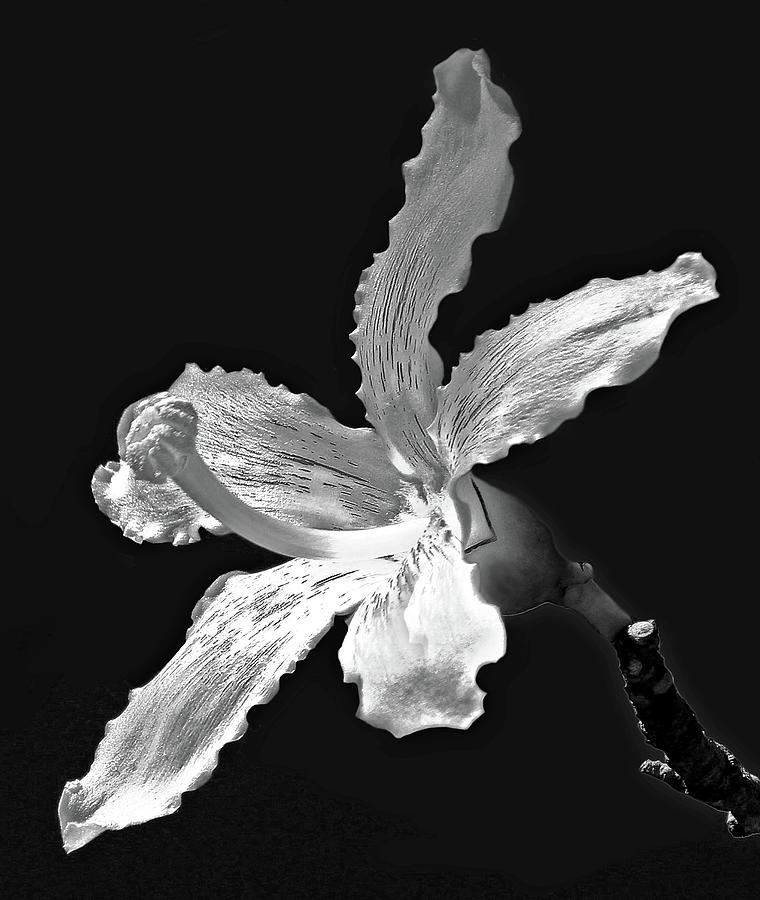 Silk Floss Tree Blossom BW   Photograph by HH Photography of Florida