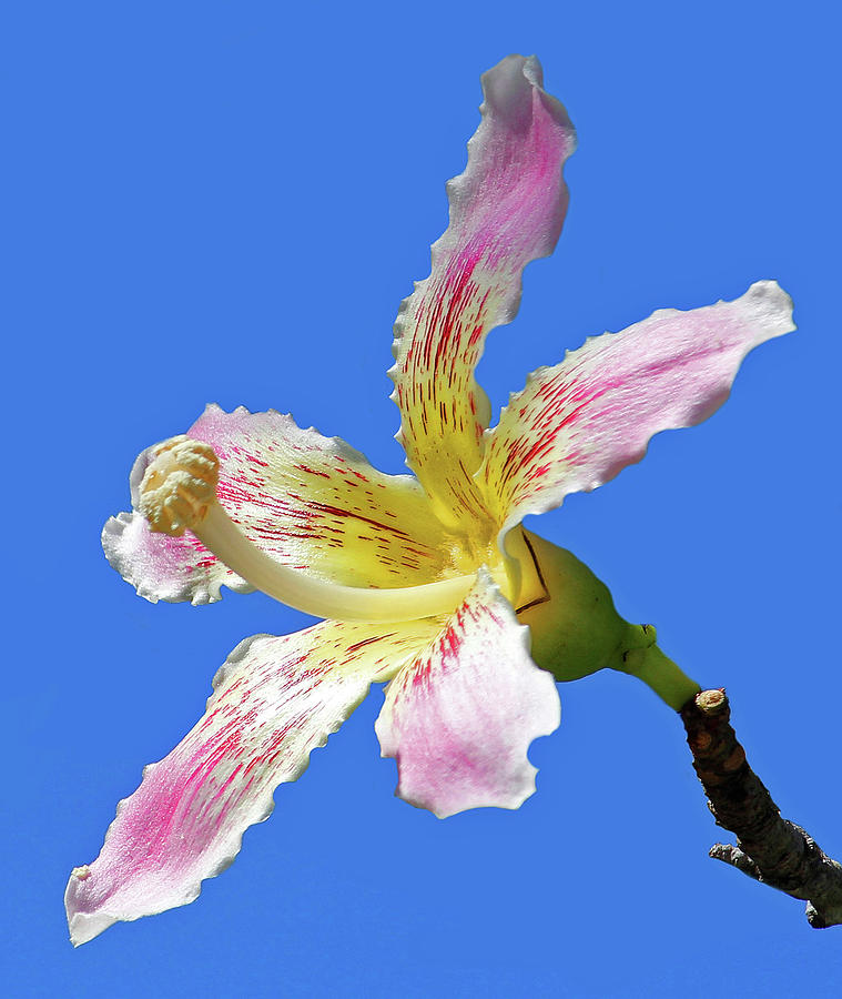 Silk Floss Tree Blossom Photograph by HH Photography of Florida
