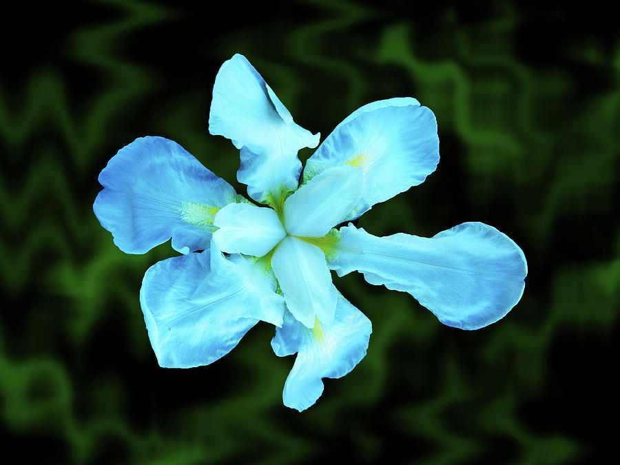 Silk Flower Photograph by Mark Blauhoefer