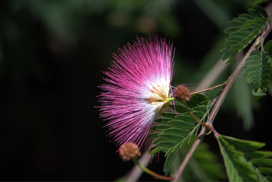 Silk or Mimosa Tree Bloom Photograph by Kenneth Roberts