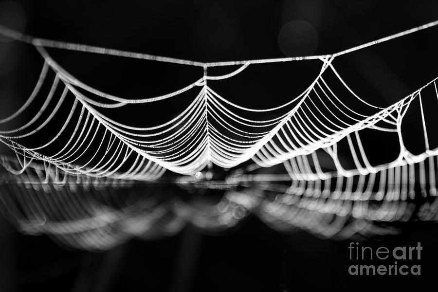 Spider Photograph - Silk River by Jan Piller