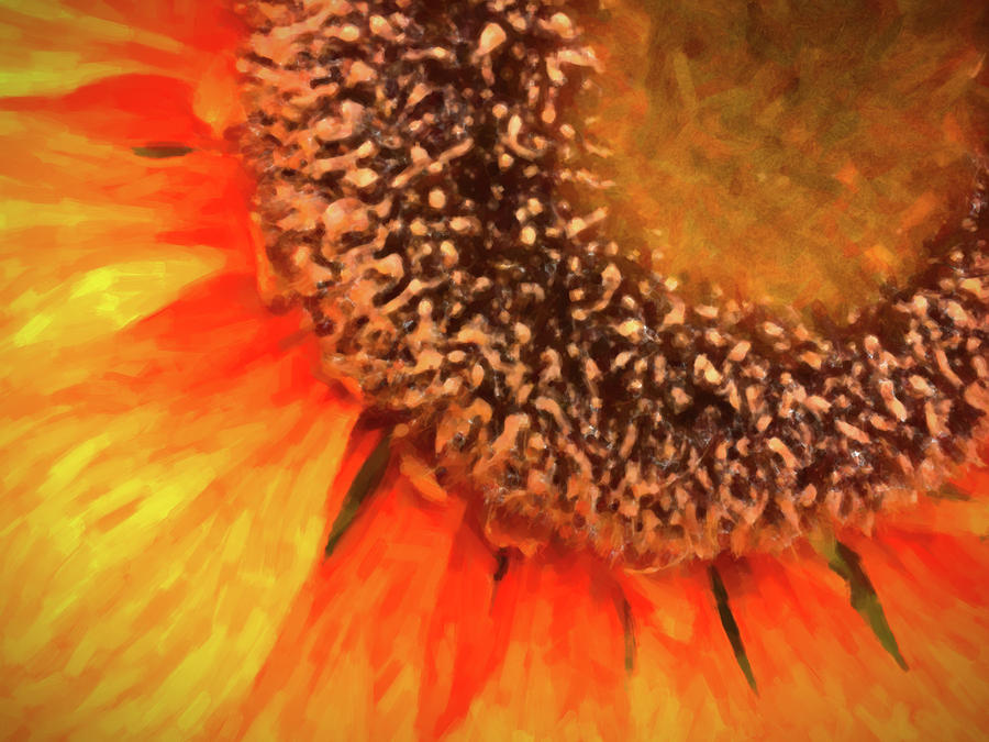 Silk Sunflower Photograph by SR Green