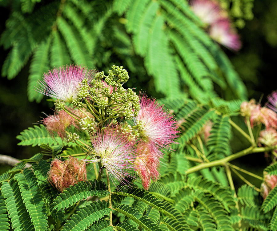 Silk Tree Mimosa Photograph by Kathy Clark