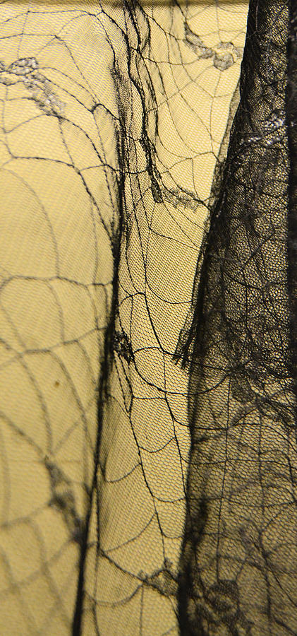 Silk Web Photograph by Josephine Buschman