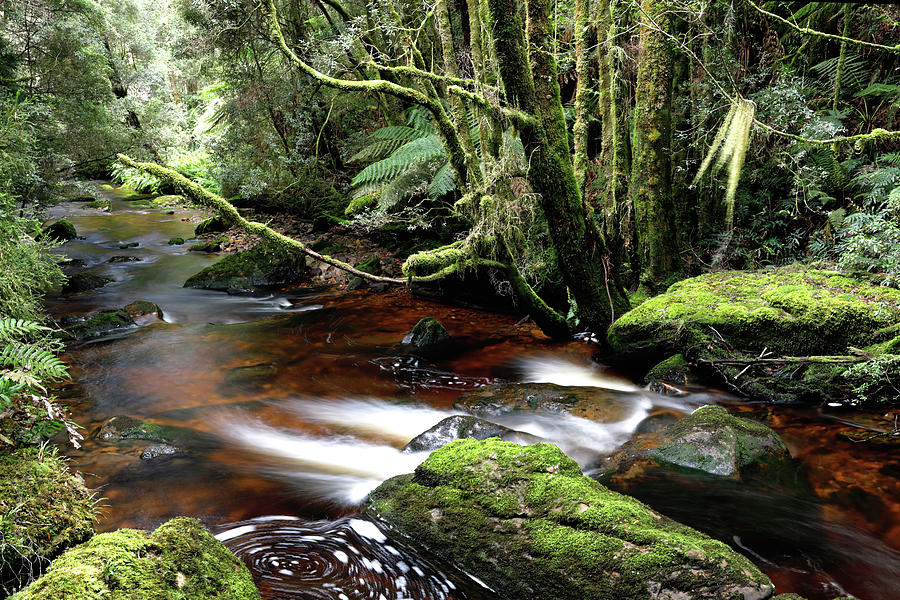 Rainforest Photograph - Silken by Nicholas Blackwell