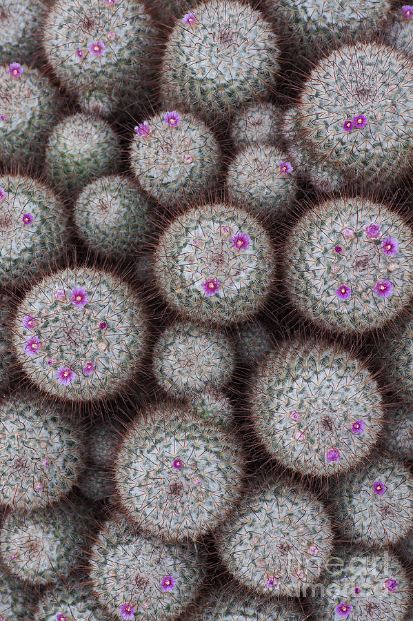 Flower Photograph - Silken Pincushion Cactus by Tim Gainey