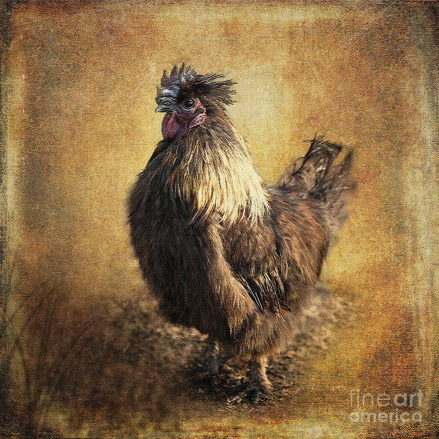 Chicken Digital Art - Silkie Bantam Cockerel by Liz Alderdice
