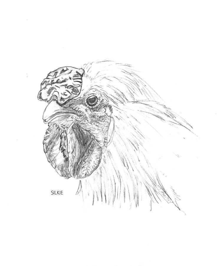 Silkie rooster Drawing by Susan Baker