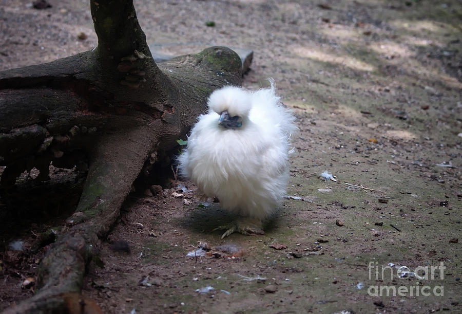 Silkie the white beauty Photograph by Michelle Meenawong