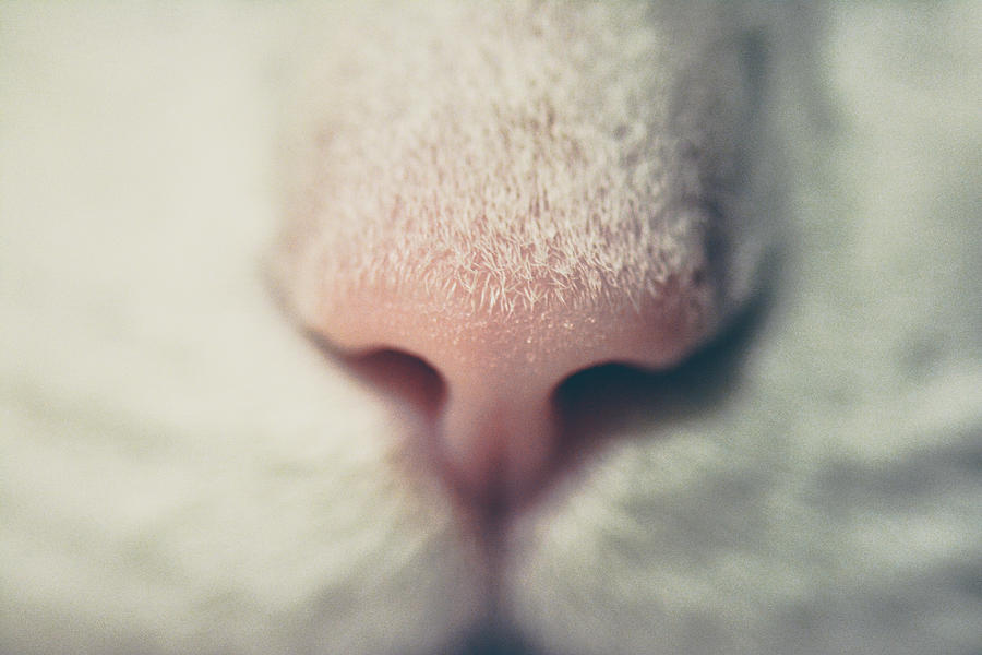 Cat - Silky - White And His Pink Nose Photograph