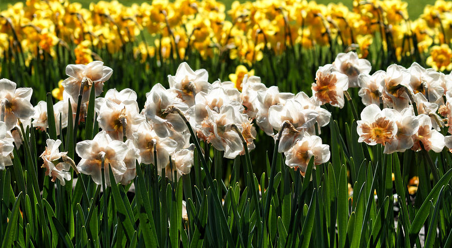 Silky Daffodils Photograph by Cameron Wood