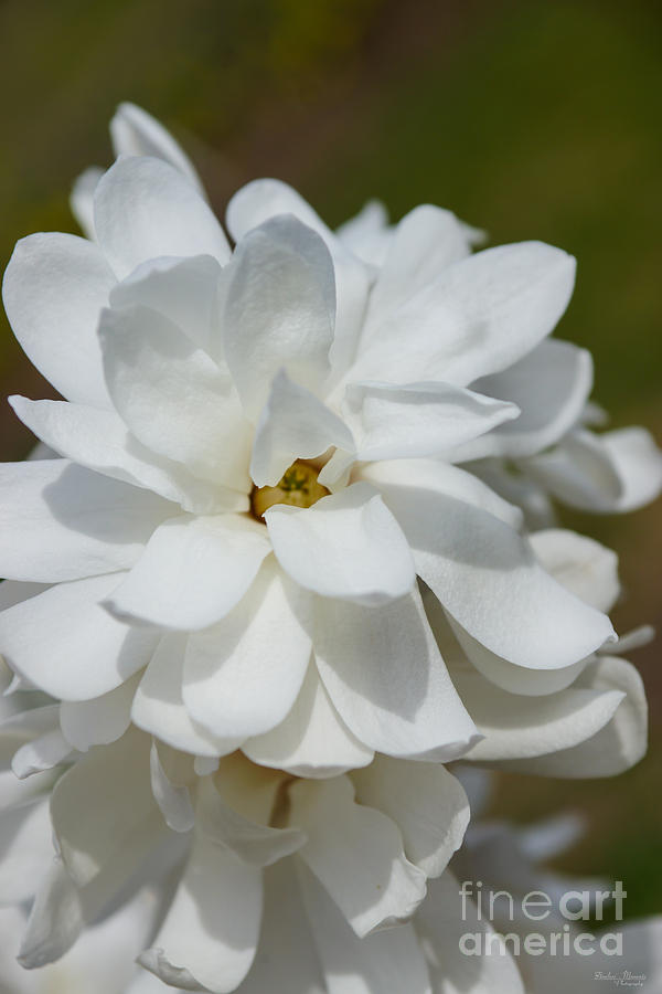 Silky Magnolia Photograph by Jennifer White