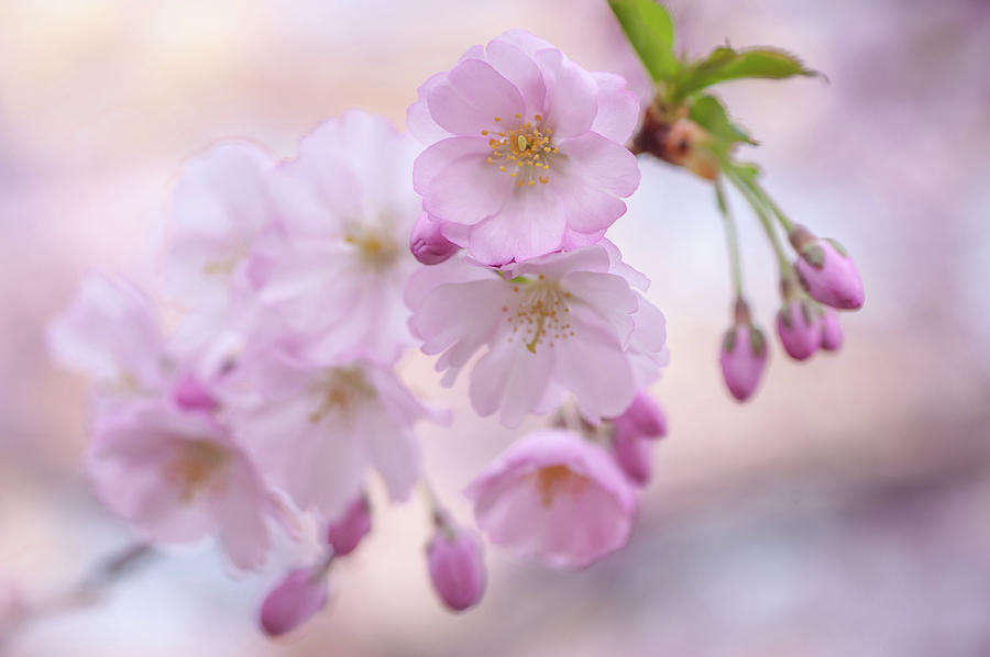 Silky Petals. Spring Pastels Photograph by Jenny Rainbow