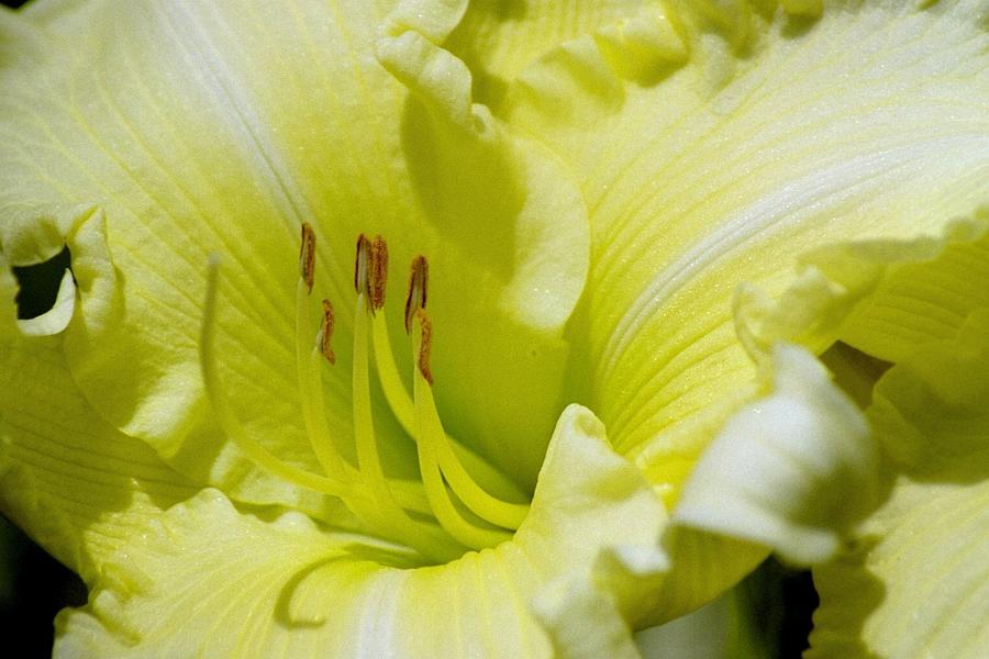 Silky Smooth Daylily Photograph by Belinda Lee