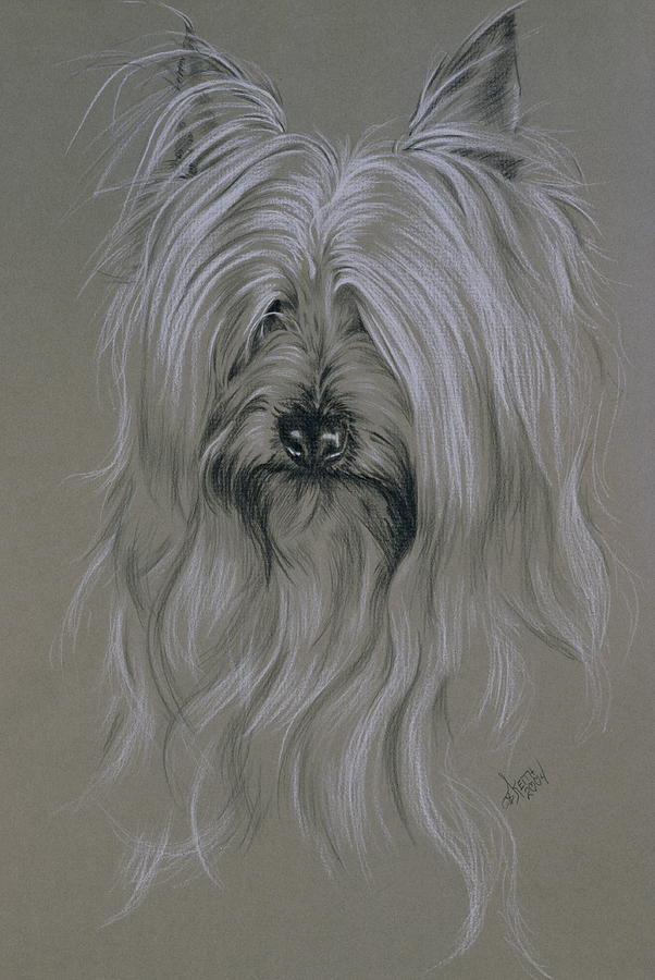 Silky Terrier Drawing by Barbara Keith