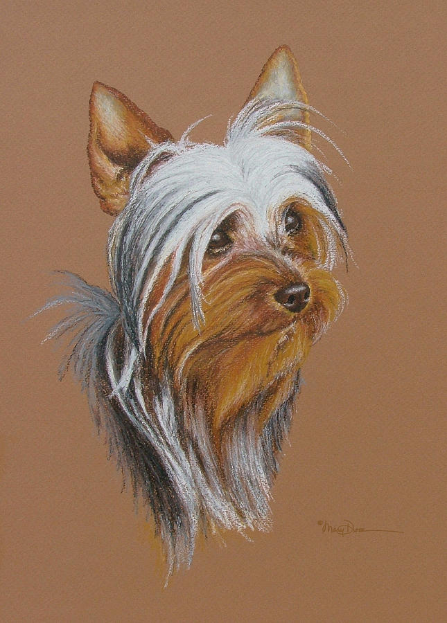 Silky Terrier Pastel by Mary Dove