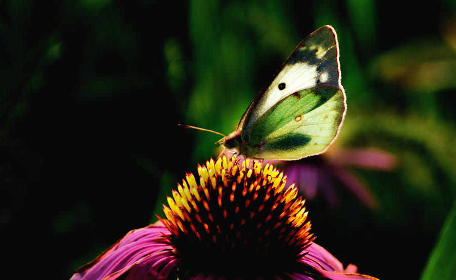 Butterfly Photograph - Silky Wings by Lyle  Huisken
