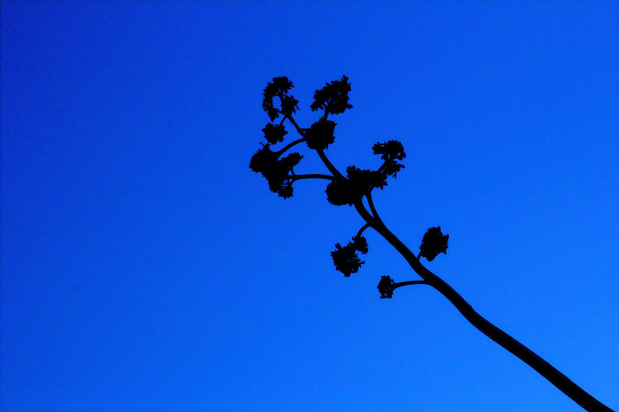 Sillouetted Agave Blossom against Blue Sky Photograph by Roger Passman