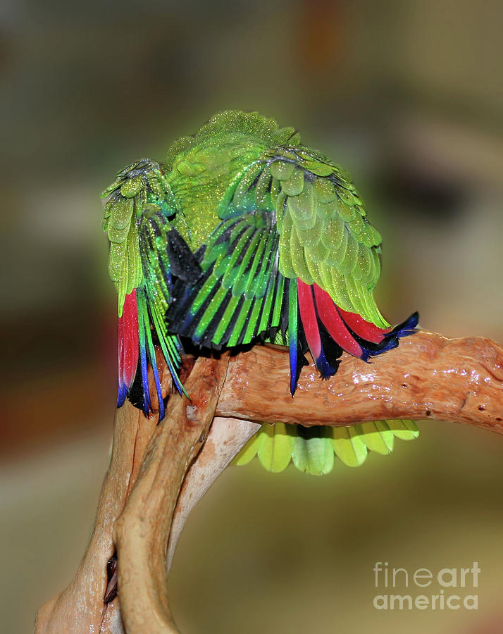 Silly Amazon Parrot Photograph by Smilin Eyes Treasures