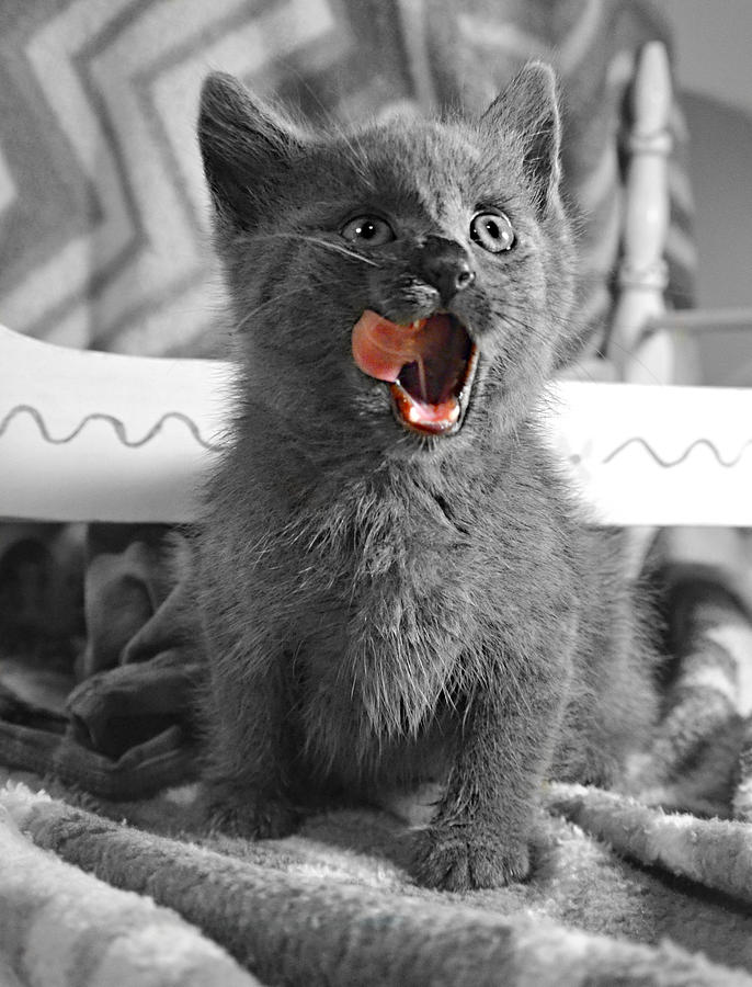 Silly Baby Kitten Face Photograph by Ally White