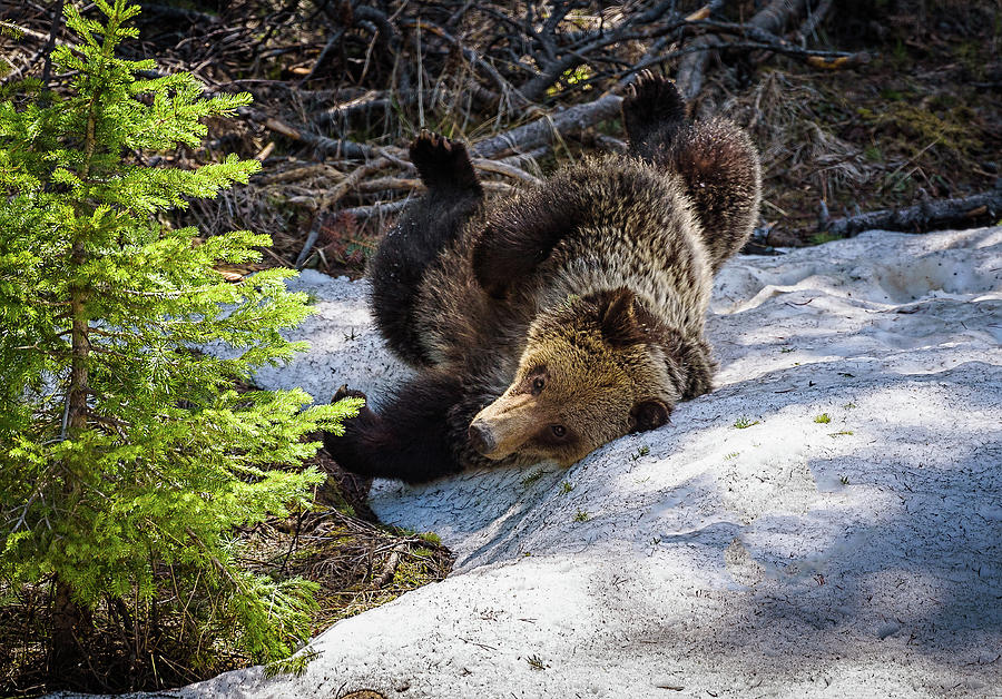 Wildlife Photograph - Silly Bear  by Julie Picardi