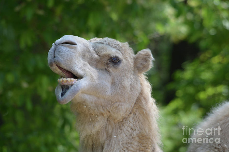 Silly Camel Making Very Funny Faces Photograph by DejaVu Designs - Fine Art  America