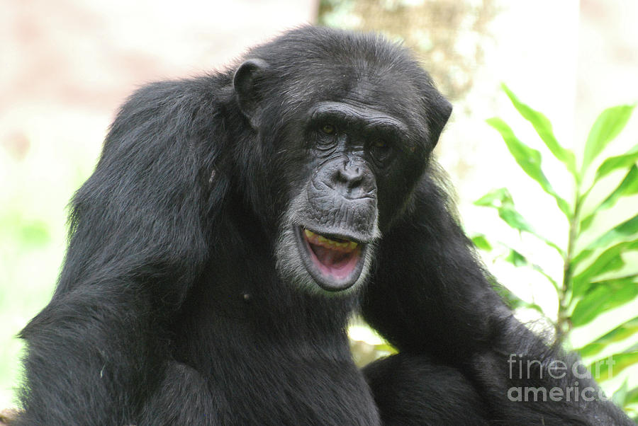 Silly Chimpanzee Playing with His Lip Showing His Teeth Photograph by DejaVu Designs