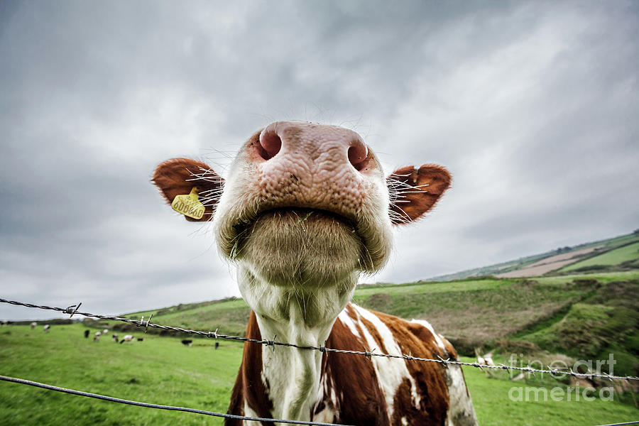 Silly Cow Photograph by Heidi Stewart | Fine Art America