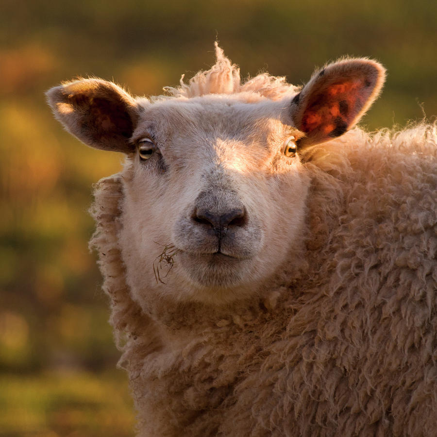 Sheep Photograph - Silly Face by Ang El