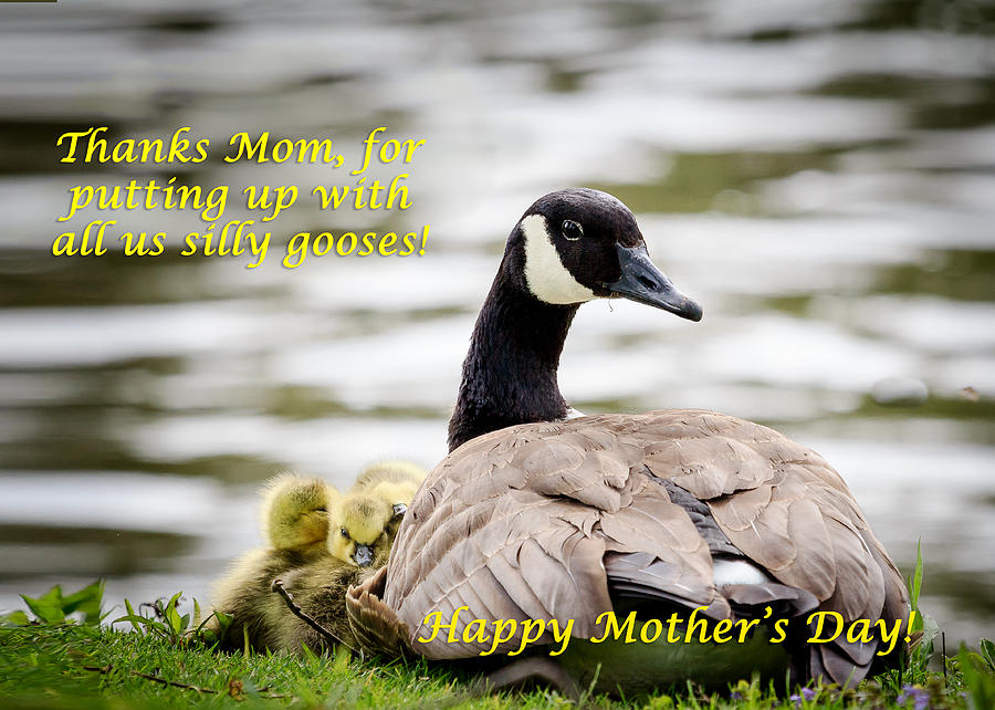 Silly Gooses Mothers Day Card Photograph by Joni Eskridge