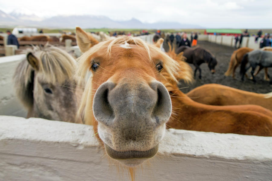 Horse Photograph - Silly Icelandic Horse by For Ninety One Days