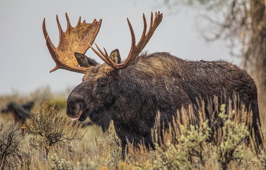 Silly Moose Photograph by Kelly Marquardt