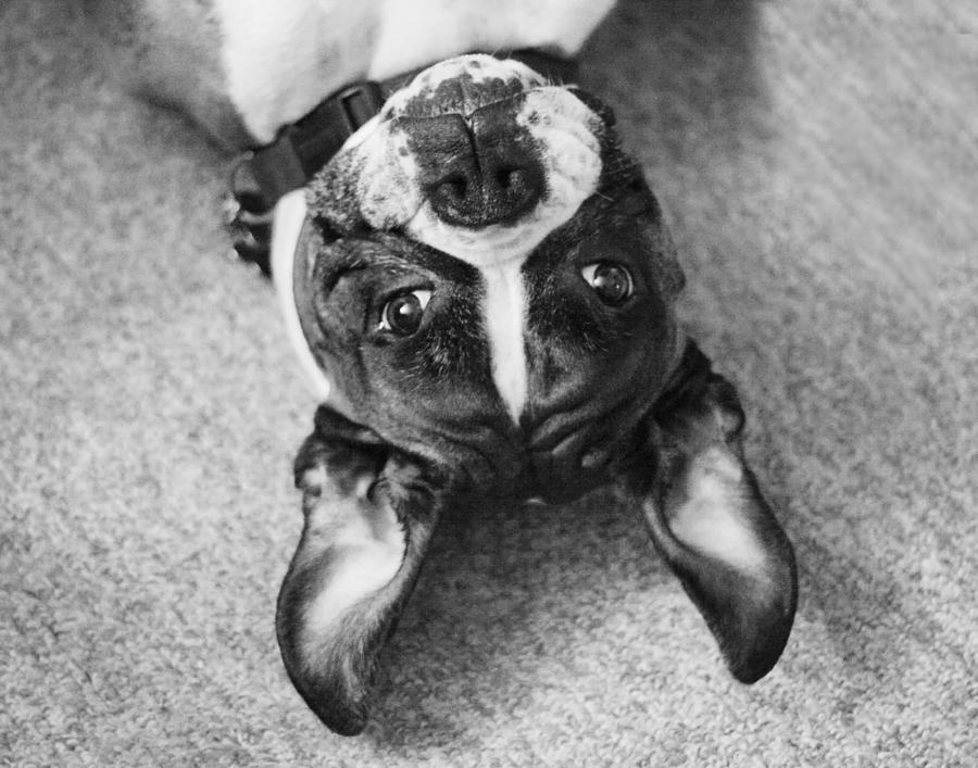 Silly Upside Down Boxer Dog Photograph by Stephanie McDowell - Fine Art ...