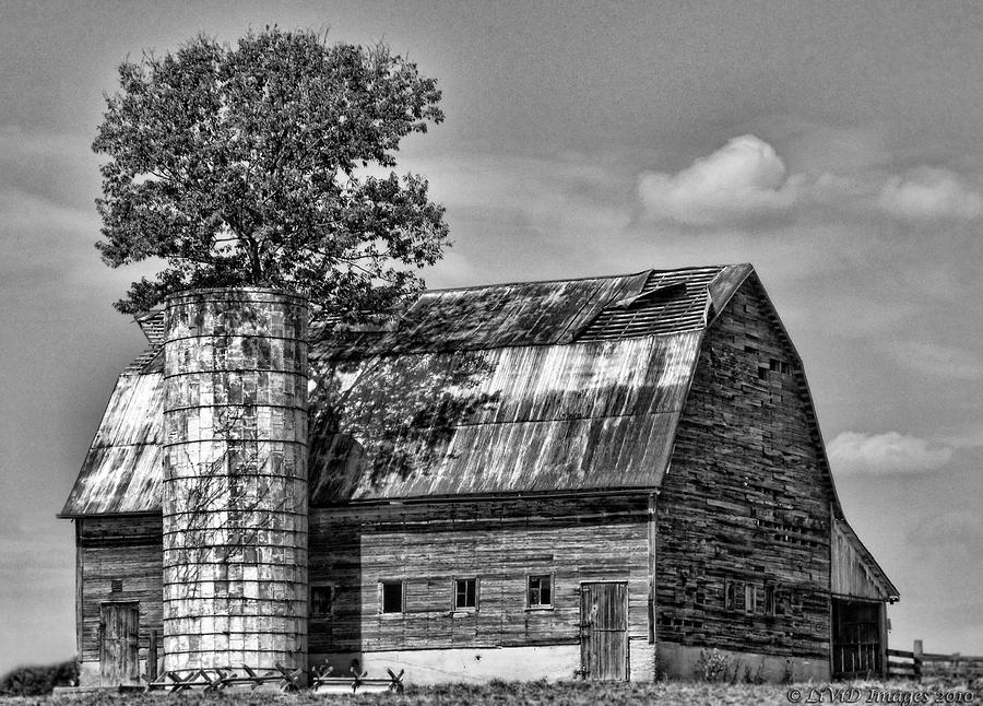 Black And White Photograph - Silo Tree Black and White by Kristie  Bonnewell