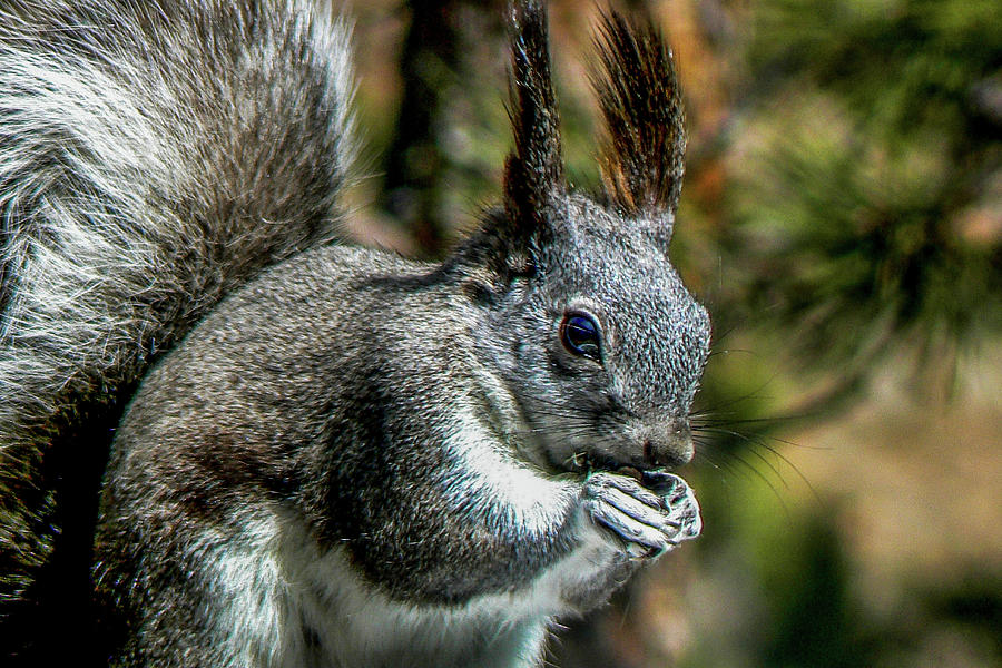Silver Aberts Squirrel Close-up Photograph by Marilyn Burton