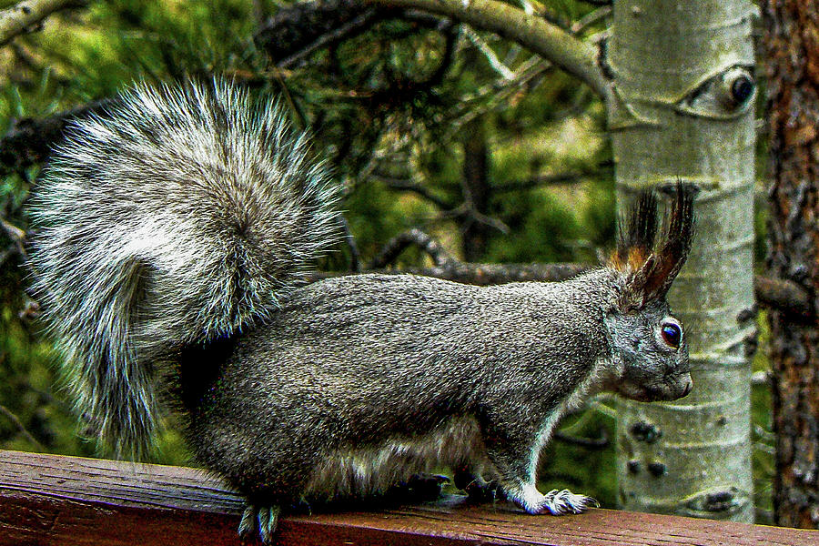 Silver Aberts Squirrel Photograph by Marilyn Burton