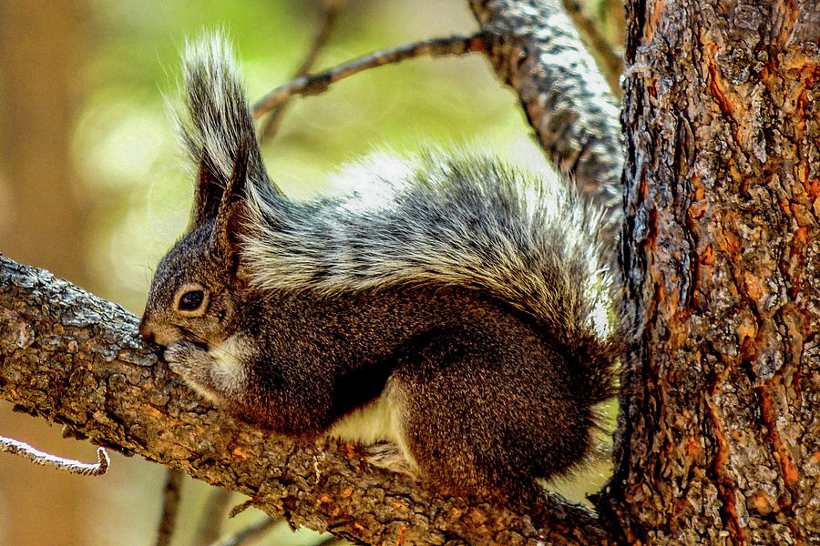 Silver Aberts Squirrel on pine tree Photograph by Marilyn Burton