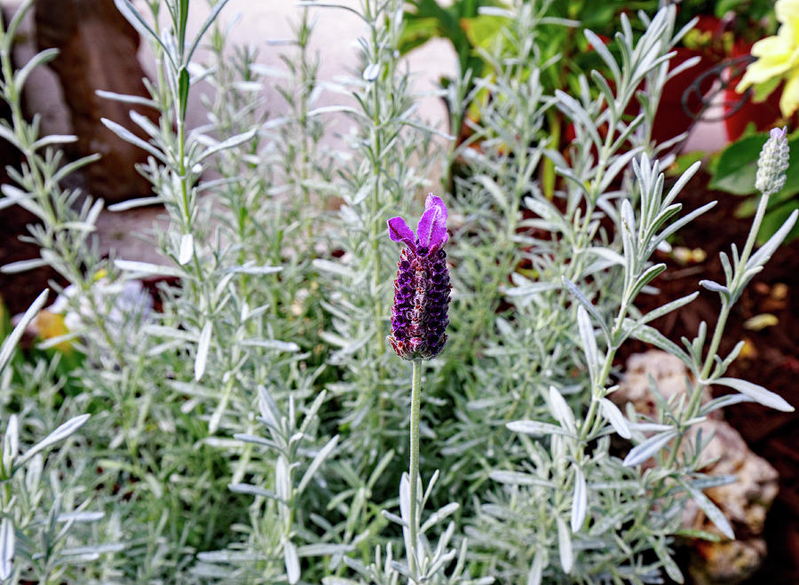 Silver Anouk Lavender in bloom Photograph by Allan Levin