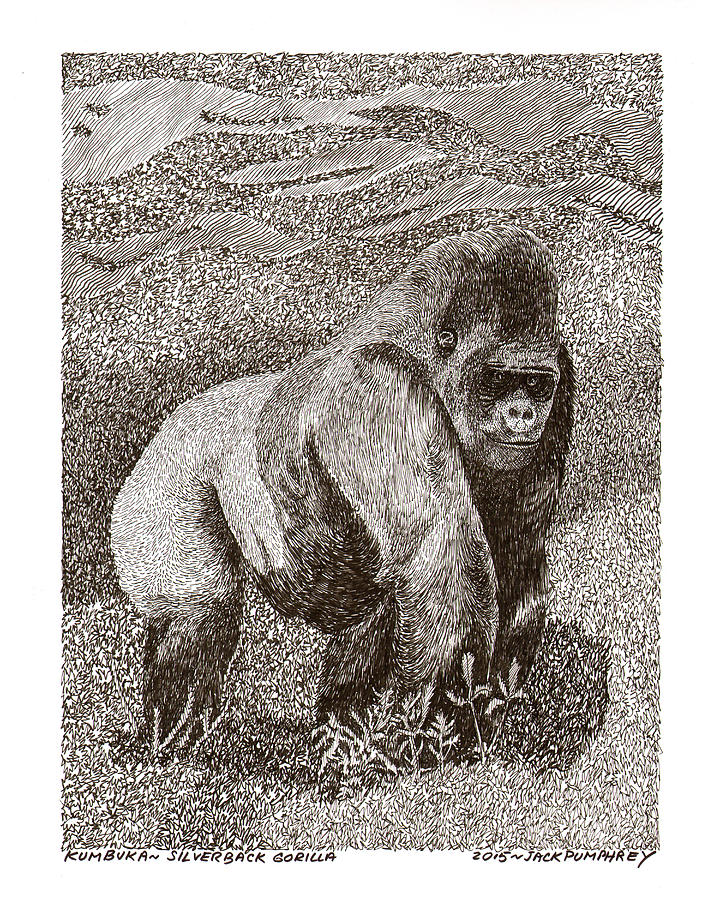 Gorilla of my dreams Drawing by Jack Pumphrey