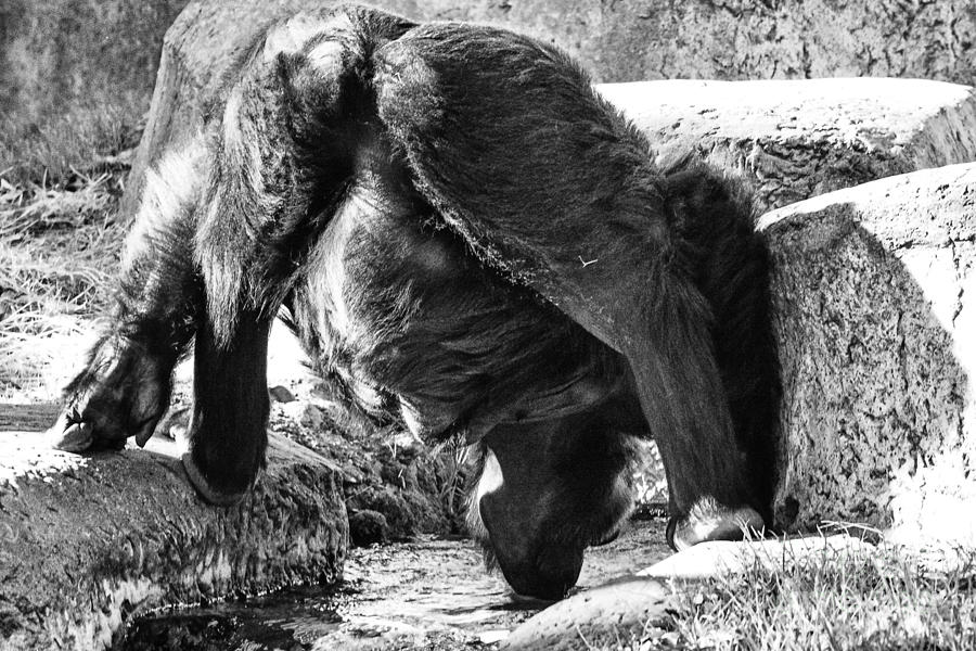 Gorilla Photograph - Silver-back V25 B and W by Douglas Barnard