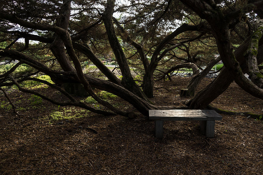 Tree Photograph - Silver Bench - Sit for a Spell and Enjoy the Peace and Quiet by Georgia Mizuleva