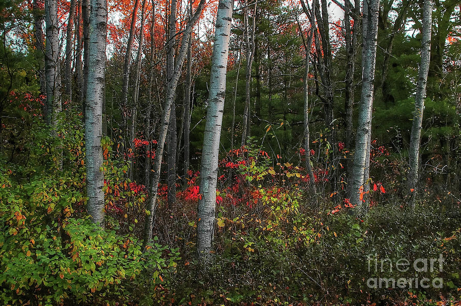 Silver Birch in Autumn Photograph by Randy Pollard