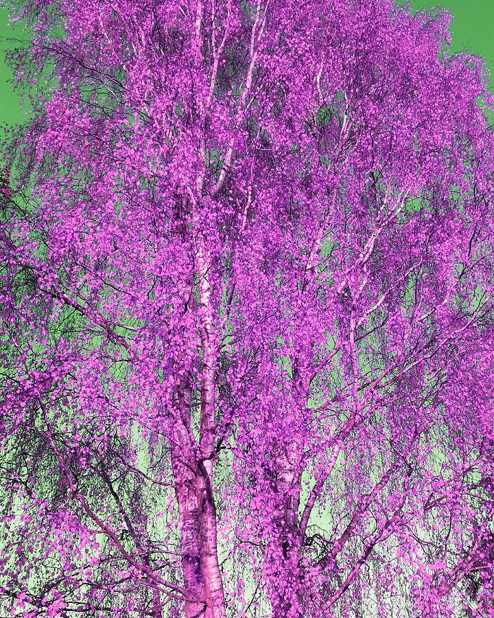 Tree Photograph - Silver Birch in Lilac by Rowena Tutty