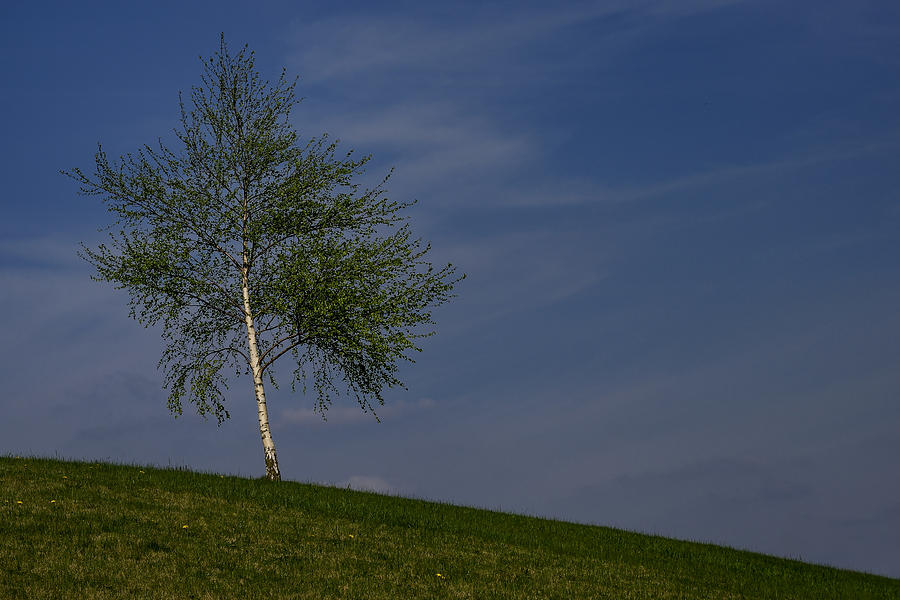 Silver Birch Tree Photograph