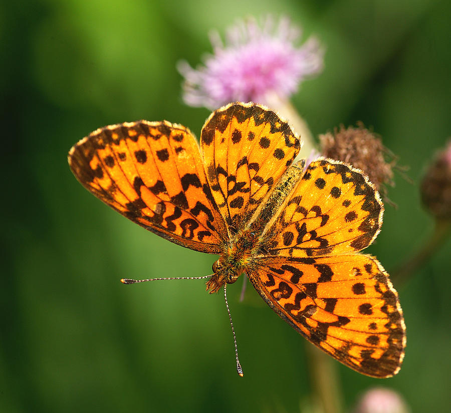 Silver-bordered Fritillary Photograph by Bill Morgenstern - Fine Art ...